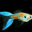 LYRETAIL GUPPY MALE