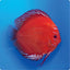 Discus Fish Mix 10cm