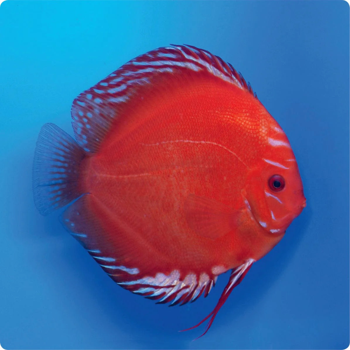 Discus Fish Mix 10cm
