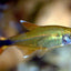SILVER TIP TETRA 3cm