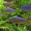 DWARF NEON RAINBOW 3cm