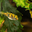Dwarf Puffer