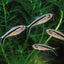 PENQUIN TETRA 3cm