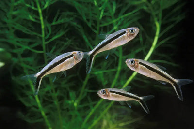 PENQUIN TETRA 3cm