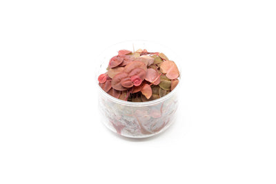 PHYLLANTHUS FLUITANS RED FLOATING PLANT