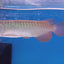 HIGH BACK GOLDEN AROWANA 16-18cm