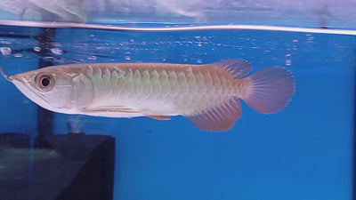 HIGH BACK GOLDEN AROWANA 16-18cm