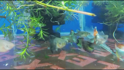RED DRAGON GUPPY PAIR