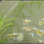 FULL GOLD RIBBON GUPPY PAIR