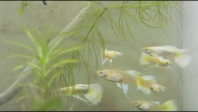 FULL GOLD RIBBON GUPPY PAIR