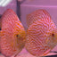 Spical Discus pair