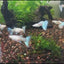 ALBINO BLUE TAIL GUPPY PAIR