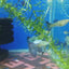 PURPLE DRAGON GUPPY PAIR