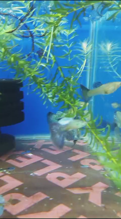 PURPLE DRAGON GUPPY PAIR