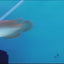 BANJER RED AROWANA 12-14cm