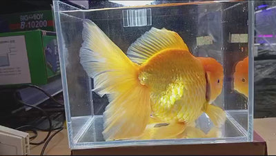 Red& white Rose tail oranda 19-20 cm