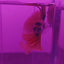 Koi Halfmoon Betta
