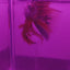Koi Halfmoon Betta