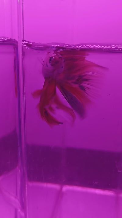Koi Halfmoon Betta