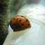 RED SPOTTED SNAIL