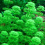 LIMNOPHILA SESSILIFLORA