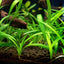 SAGGITARIA SUBULATA POT PLANT