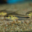 Pygmy Corydoras 1cm