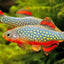 Galaxy Rasbora 1.5cm