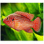 BALOON JEWEL CICHLIDS 4-5