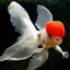RED CAP ORANDA
