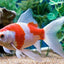 COMET FISHES MIX