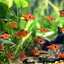 SEARPE TETRA 3CM
