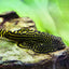 BUTTERFLY SUCKER 4cm