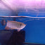 Banjer Red Arowana 12-15cm