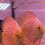 Spical Discus pair
