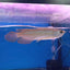 Banjer Red Arowana 12-15cm