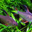 ROSY TETRA 3cm