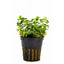 ROTALA MACRANDRA POT PLANT
