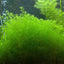 Heminthus Micranthemodes Pot Plant
