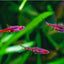 DWARF CHILLI RASBORA