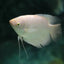 GIANT GOURAMI 7-9cm
