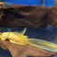 Lemon Long Fin Sucker Fish - L144