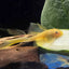 Lemon Long Fin Sucker Fish - L144