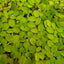 SALVINIA FLOATING PLANT IN CUP
