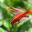 Cherry Barb 2-3cm