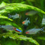 RUMMY NOSE TETRA 2.5cm