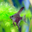 GREENFIN ANGEL FISH 5cm