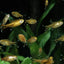 SILVER TIP TETRA 3cm