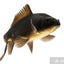 KOI CARP FISH MIX