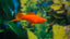SWORD TAIL FISH MIX